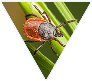 Close up image of a tick on a plant